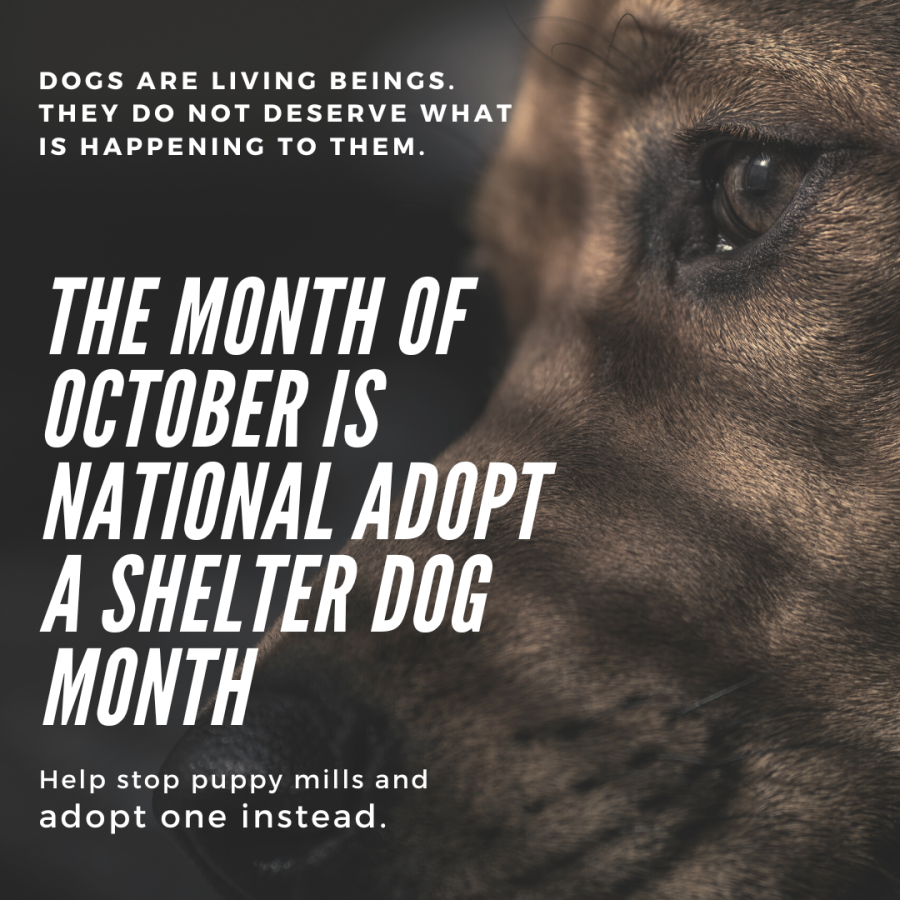 The month of October is National Adopt a Shelter Dog Month.