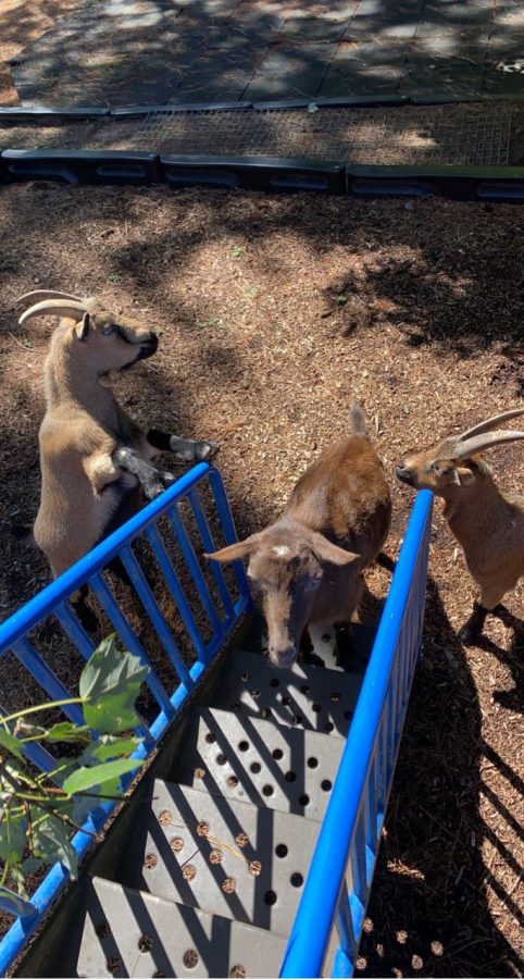  Athens goats utilizing their play set as students feed them tree leaves. Students often get the chance to play with the goats once they complete their work.