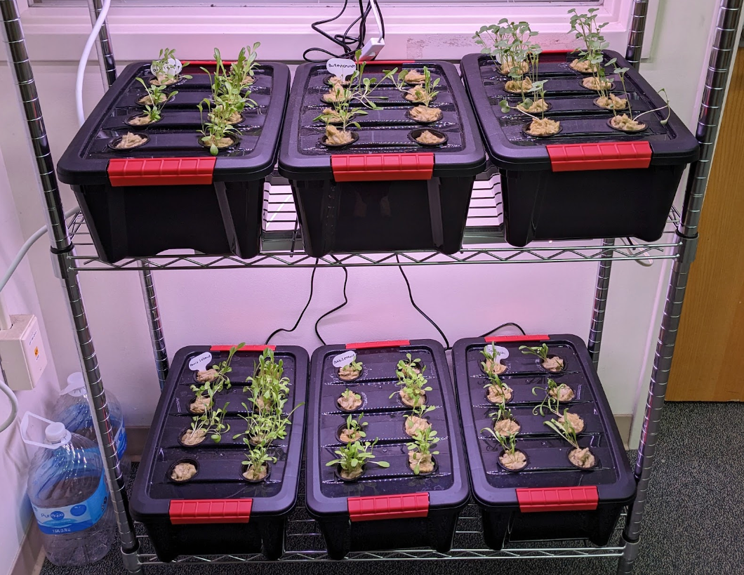 The STEM Board built the hydroponics system last school year, and STEM Academy students hope to continue to work on the project this school year.
