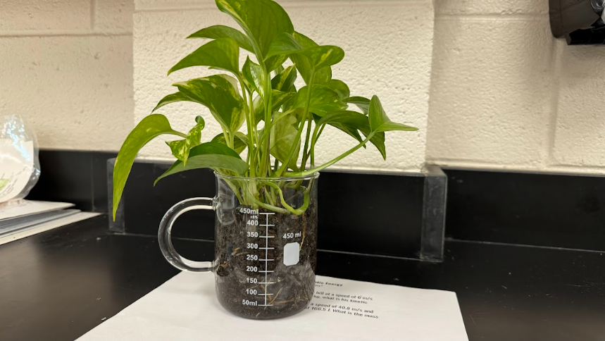 Plant taken care of by Sarah Burt, earth and environmental science teacher. 