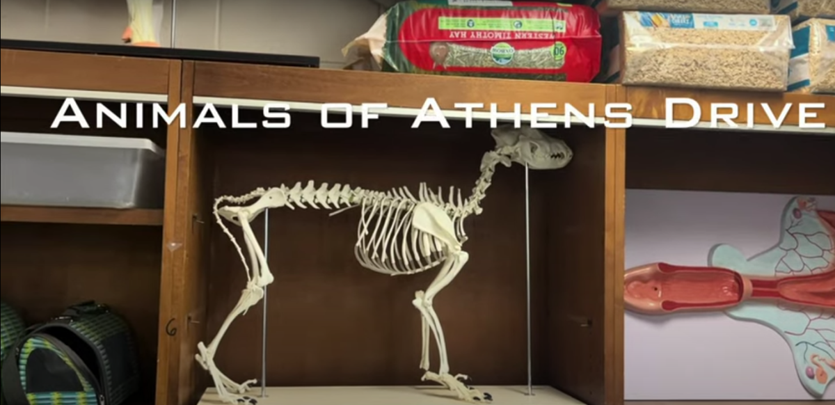 Animals of Athens Drive