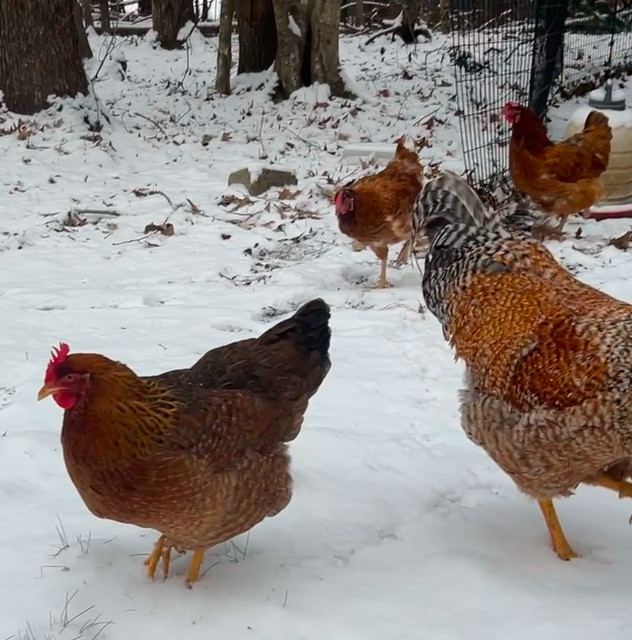  Caption: Cherico’s chickens exploring the now-frosty landscape. Snow is a rare occurrence for people in North Carolina, and even rarer for pets. Photo by Wyatt Cherico.
